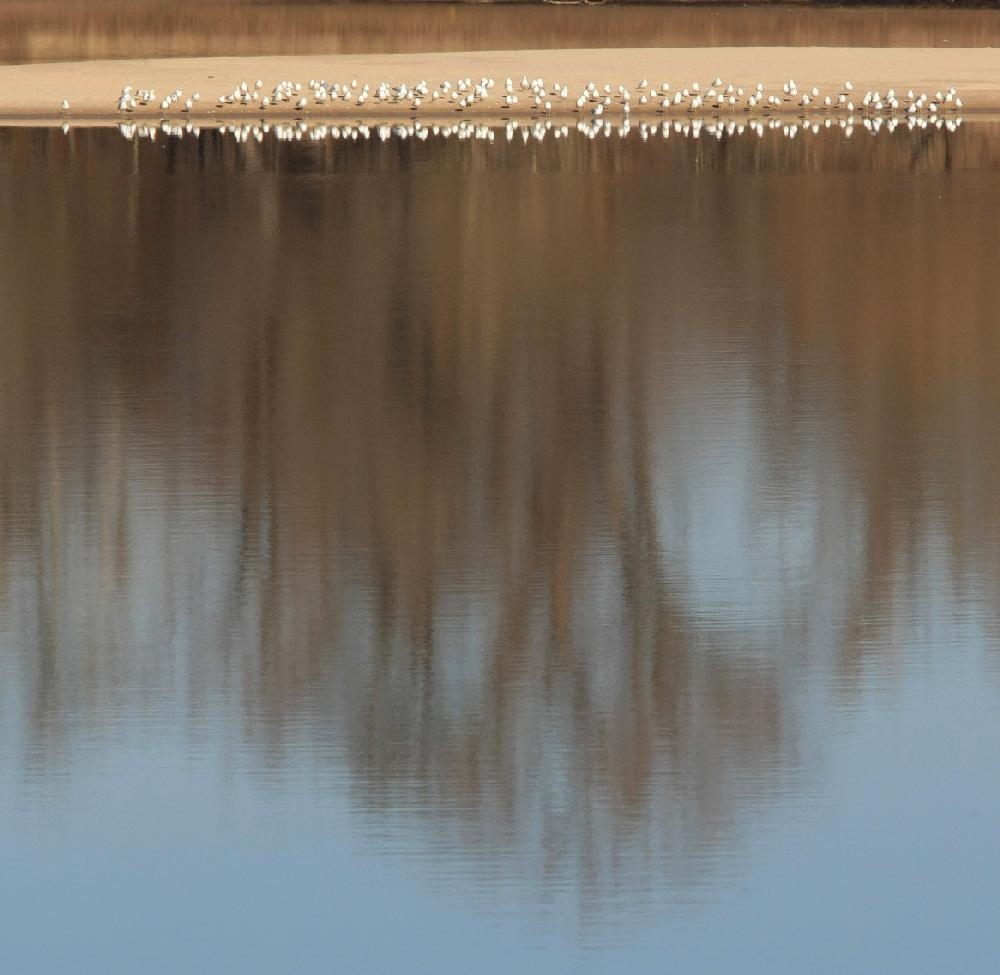 Arkansas Democrat-Gazette STATON BREIDENTHAL --122109-- Birds rest on a sandbar Monday morning as trees are reflected in the Arkansas River near Murray Lock and Dam.