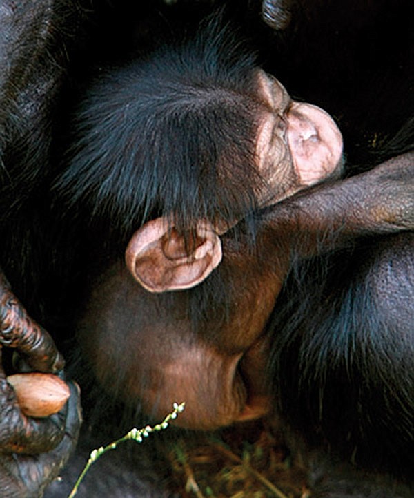 Mahale holds her unnamed baby chimp, born on August 28th, around her enclosure Wednesday morning at the Little Rock Zoo.
