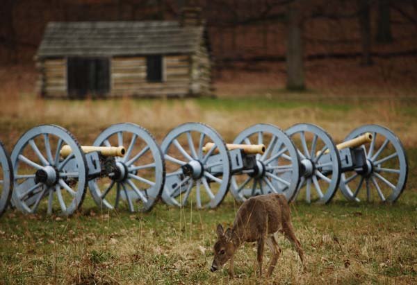  In this Dec. 2, 2009 photo, shown is a deer in view of cannon at Valley Forge National Park, in Valley Forge, Pa. The National Park Service has called off a planned deer hunt at Valley Forge National Historical Park this winter.  