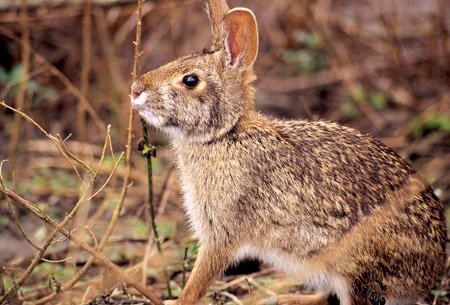 The swamp rabbit is the largest member of the cottontail family, sometimes weighing more than 10 pounds.