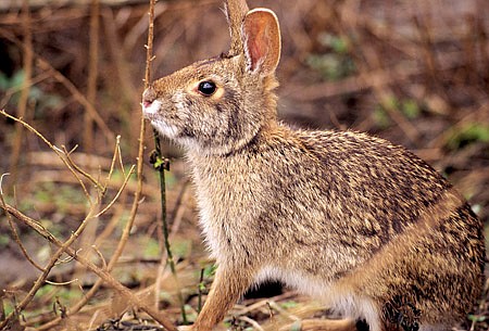 The swamp rabbit is the largest member of the cottontail family, sometimes weighing more than 10 pounds.