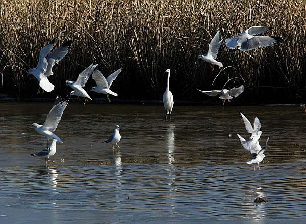 A group of birds try to land in an area of Lake Conway.