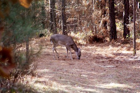 OUTDOORS: Camp cooking  The Arkansas Democrat-Gazette - Arkansas' Best  News Source