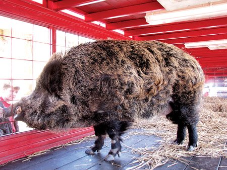 Tusk II is visited by fans outside Razorback Stadium. After his last appearance at the Liberty Bowl, the Russian boar passed away peacefully in his sleep. His duties as the official Razorback mascot will be taken over by his brother, Tusk III.