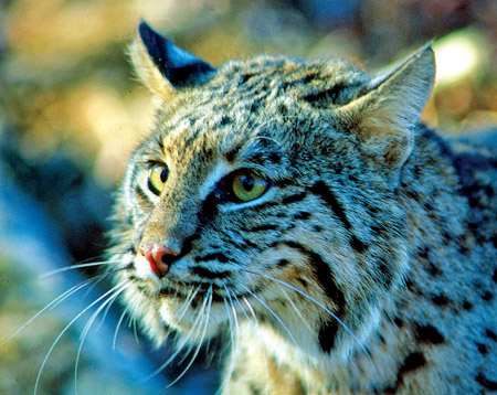 Bobcats help control deer population, Columnists