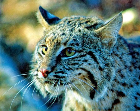 The bobcat has keen senses of eyesight, hearing and smell that help the animal find prey and avoid enemies.