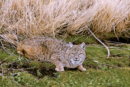 Bobcats help control deer population, Columnists