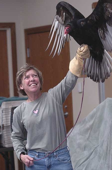 STAFF PHOTO FLIP PUTTHOFF 
Turkey vulture Igor spreads wings for wildlife rehabilitator Lynn Sciumbato and the crowd at Hobbs State Park-Wildlife Management Area. When vultures soar, they’re smelling for food, Sciumbato told the crowd at the park visitor center during her program. “That makes sense because their food stinks,” she said.