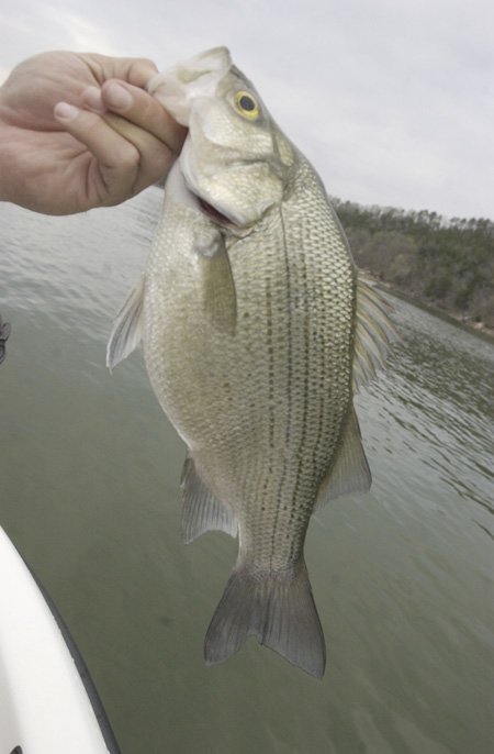 THE FLIP SIDE - White Bass Put Bite On Flies