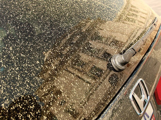 Yellowish-green pollen collects on a vehicle parked at the State Capitol Tuesday afternoon.