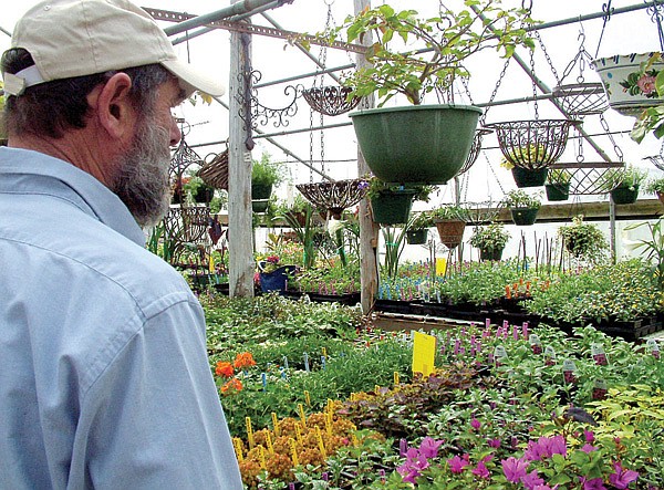 Steve Davison looks over the many plants prepared for planting in one of the four greenhouses on the Perennials Etc. property on U.S. Highway 62 east of Garfield. See more articles in this week’s Home and Garden insert.