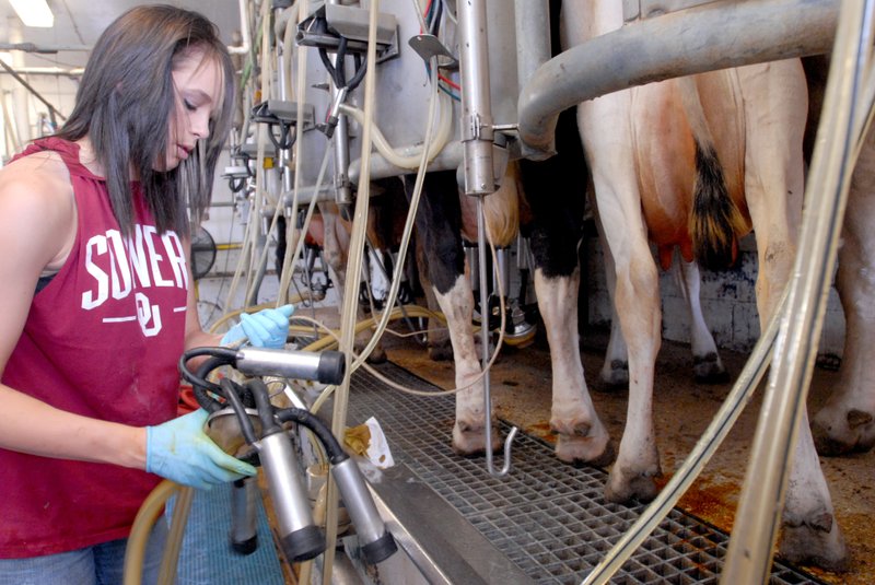 Terra Ishcomer, an agricultural science major at Southern Arkansas University, prepares to attach a milker to a cow’s udder at the Magnolia campus