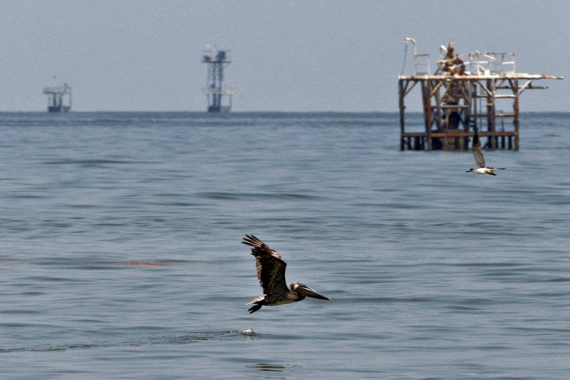 A Louisiana brown pelican flies over water that has been affected by the BP Plc Deepwater Horizon drilling rig oil spill in the Gulf of Mexico near Port Fourchon, Louisiana.