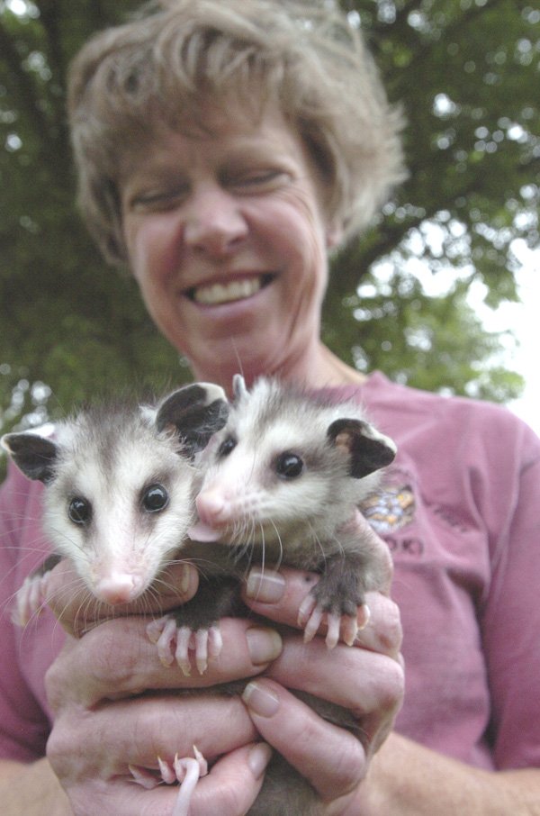 Baby opossums rest in the hands of wildlife rehabilitator Lynn Sciumbato. She’s been treating injured wildlife at Morning Star Wildlife Rehabilitation for 23 years.