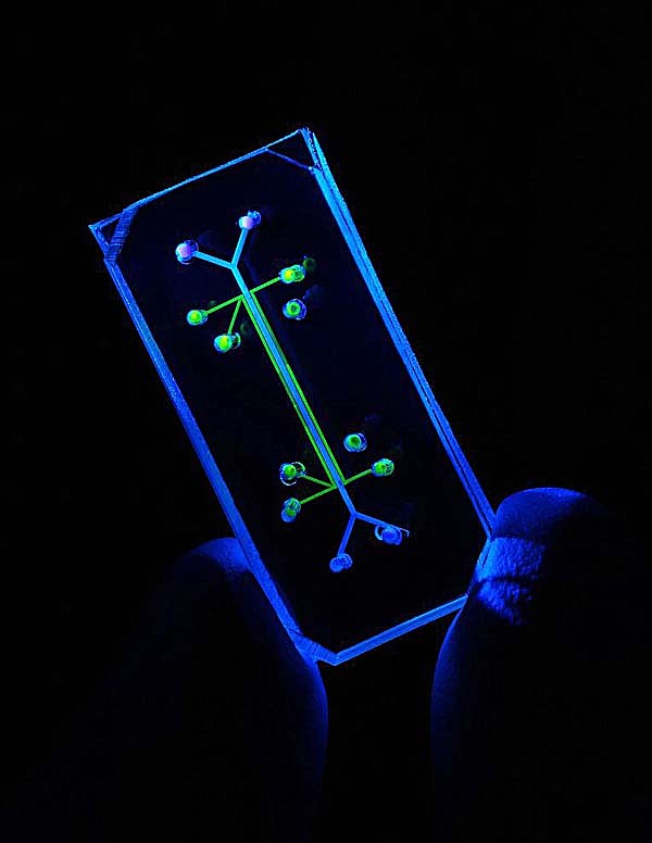 This “lung-on-a-chip” microdevice was created by Harvard University scientists for drug and toxin testing.
