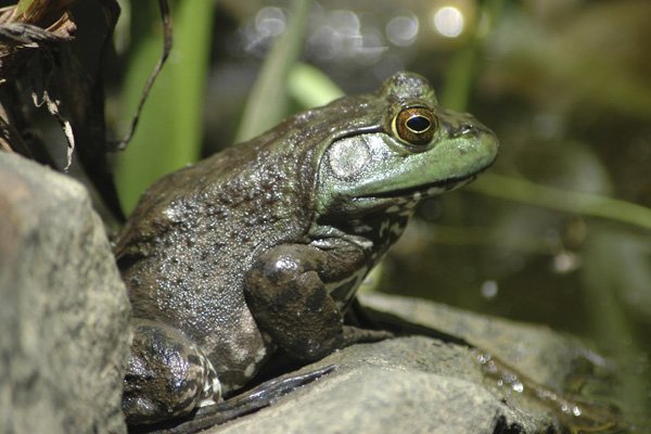 Frogging season opens in Missouri on Wednesday.