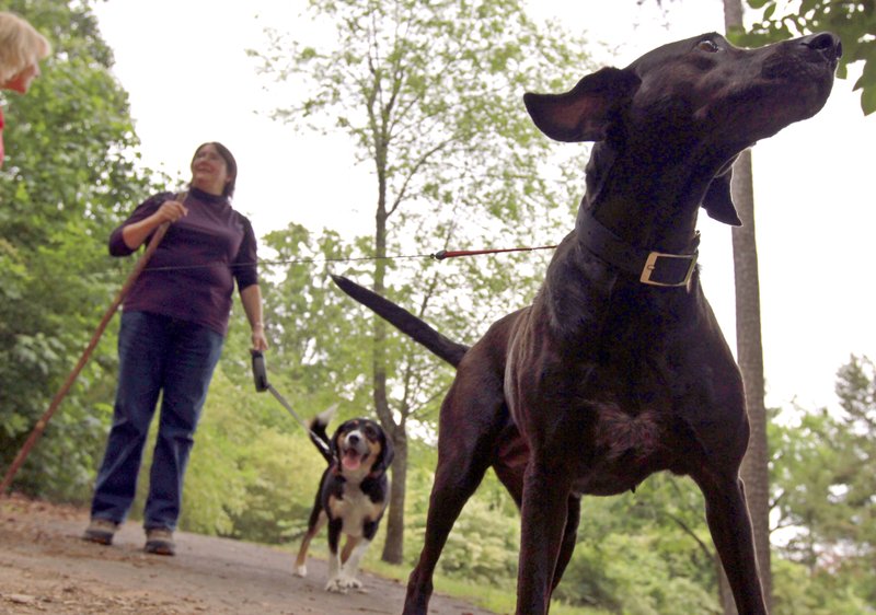 Krin Collins and her dog Katie, center, hike through the woods of Allsopp Park with members of her club Hikers and Walkers with Doggage.