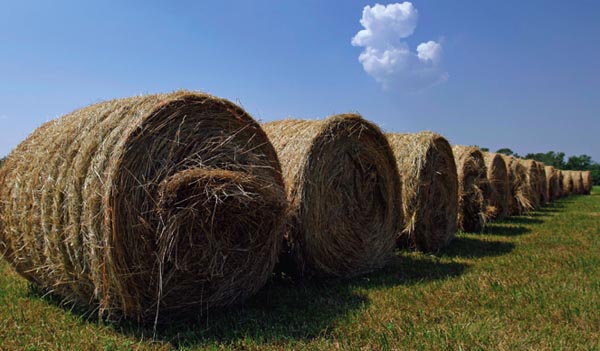 Experts  provide  advice  on hay
