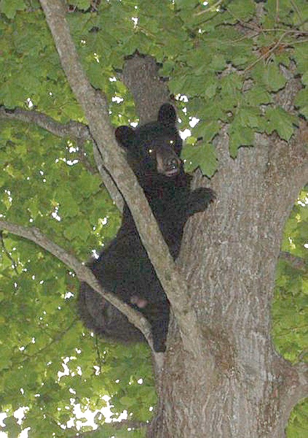 Leland Bray of Garfield found this black bear treed by his squirrelhunting dogs in June.