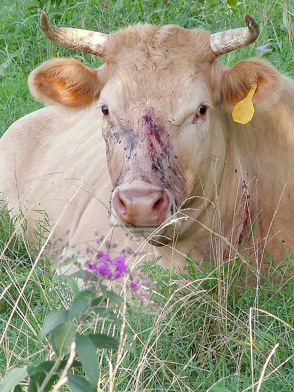 A Charolais-Limousine cross cow rested in the field after being treated at the Pea Ridge Veterinary Clinic for a gun shot to the forehead and neck. The cow was one of three shot early Sunday morning. Two survived, but the bullets were not able to be removed.