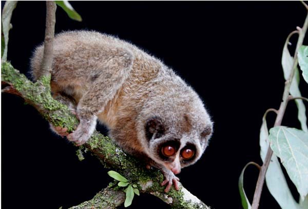 A Horton Plains slender loris sits on a branch in a mountain forest in central Sri Lanka in this photo issued last week by the Zoological Society of London.