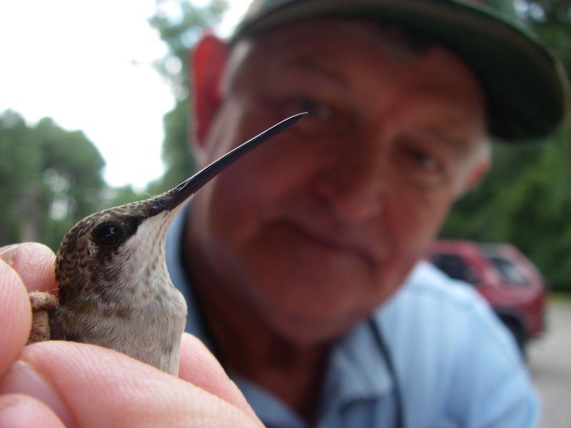 Don McSwain prepares to free a newly banded ruby-throated hummingbird July 20 in the White River Wildlife Management Area. Eggs incubate for 13 to 16 days, and baby birds stay in the nest 31⁄2 weeks or so before they fly.