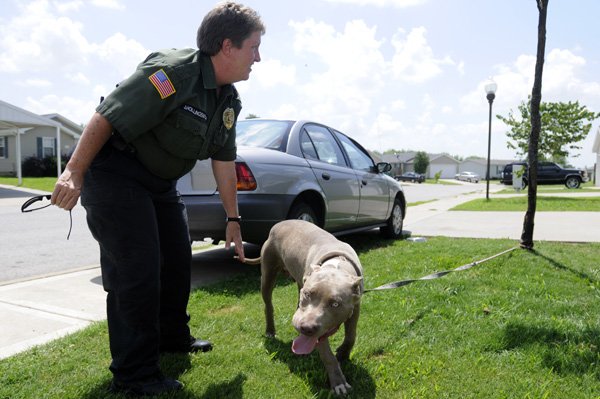 Animal control officer Jamie Hollingsworth pets a pit bull she and another animal control were doing a welfare check on Thursday in Springdale. Hollingsworth was concerned that the animal did not have shade or adequate water, but was satisfied the dog was cared for after talking to the owners and learning its usual living area was being cleaned.