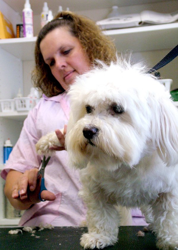 Penny, Shirley McCann’s Maltese, stands patiently while McCann trims the hair on her feet at Pampered Paws grooming shop in Pea Ridge.