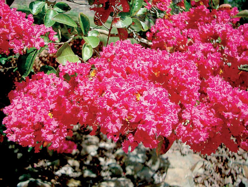 New varieties, colors and forms of crape myrtles hit the market annually, but guides can tell you which one will work well in your yard.
