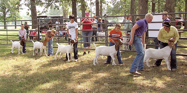 Members of the Bloomfield 4-H club showed goats on Saturday morning at the Gentry City Park. The showing is the club members' last opportunity to show their animals before the Benton County Fair later this month.