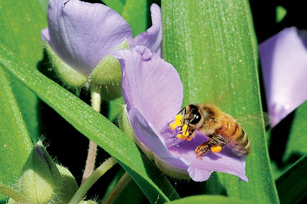 A European honeybee gathers nectar and pollen from a spiderwort, or Tradescantia.