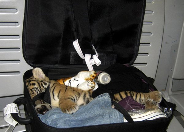 Baby tiger found stuffed in bag at Thai airport