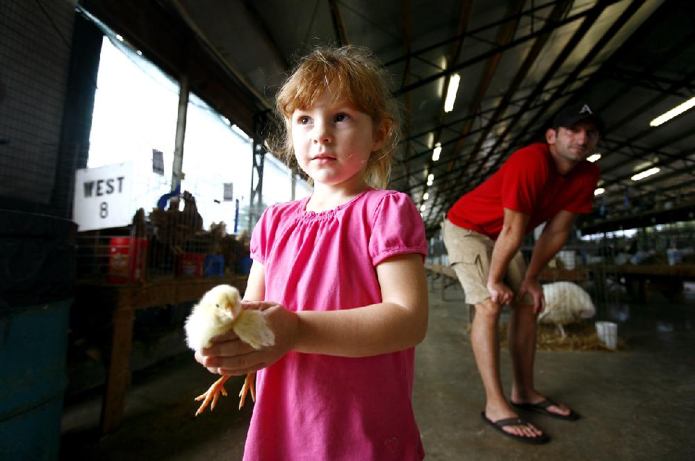 Arkansas Democrat-GazetteJASON IVESTER --090210--Morgan Uher (cq), 4, of Prairie Grove carries a baby chick back to its cage on Thursday, Sept. 2, 2010, at the Washington County Fair in Fayetteville. The fair continues through Saturday.
