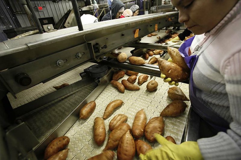 Workers at Vick Family Farms in Wilson, N.C., sort through sweet potatoes Friday. Between 2005 and 2009, the value of U.S. sweet potato exports more than doubled. 