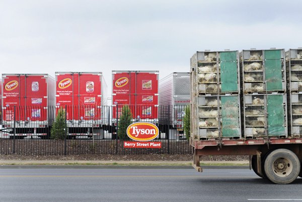 A truck hauling large broilers pulls into the Tyson Berry Street chicken processing plant in Springdale in 2010. 