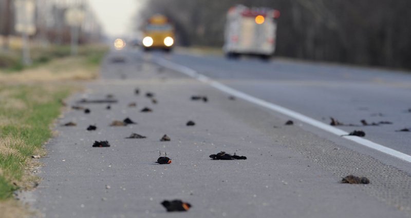 Dead birds are seen along the side of the Morganza Hwy. in Pointe Coupee Parish, La., on Monday, Jan. 3, 2011, about 300 miles south of Beebe, where more than 3,000 blackbirds fell from the sky three days earlier. 