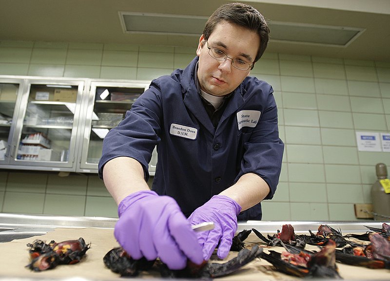 Assistant State Veterinarian Brandon Doss examines dead redwinged blackbirds Monday at the Arkansas Livestock and Poultry Commission Diagnostic Laboratory in Little Rock. 