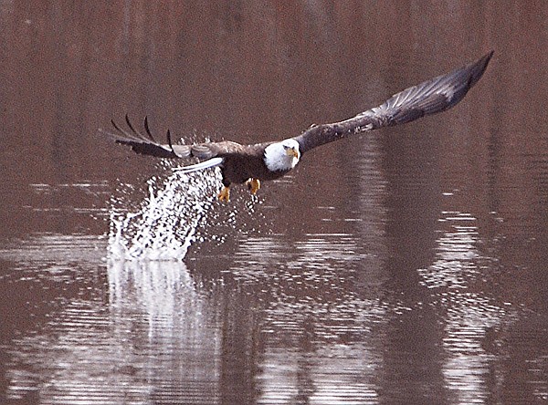 A bald eagle swoops down in an attempt to catch a fish in SWEPCO Lake on Dec. 27. The lake is an excellent location to view numbers of the national bird.