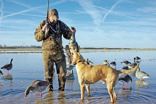 Ducks Unlimited waterfowl biologist Mike Checkett of Memphis, Tenn., praises his Lab Elvis for a nice white-fronted-goose retrieve. A growing number of Arkansas hunters are pursuing these geese each year.