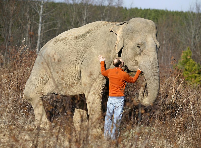 Elephant Sanctuary co-founder Scott Blais visits with Shirley, one of the older elephants at the facility in Hohenwald, Tenn.