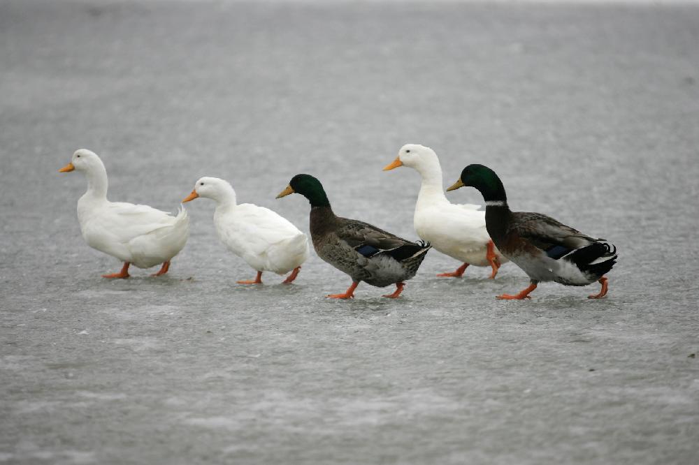 Arkansas Democrat-Gazette/RYAN MCGEENEY --02-07-11--
Ducks gingerly make their way across the ice at Murphy Park outside the Springdale Public Library. Warmer temperatures over the weekend caused accumulated snow and ice to melt, allowing many area residents to return to school and work.