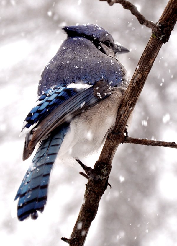 A bluejay clings to a tree branch near Gentry as snow falls around it during last week's snow storms.
