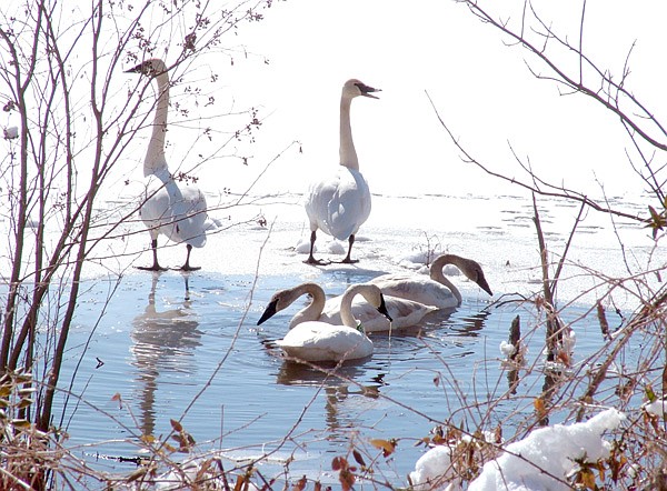 Trumpeter swans fed in the shallows of Siloam Springs City Lake on Saturday. The birds are rare in Arkansas and protected by federal and state wildlife laws. At one time, they were almost extinct in the United States and have been gradually reintroduced to their native habitat.