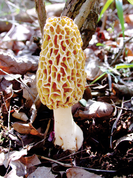 Outdoors Marvelous Morels Make Mighty Good Munching