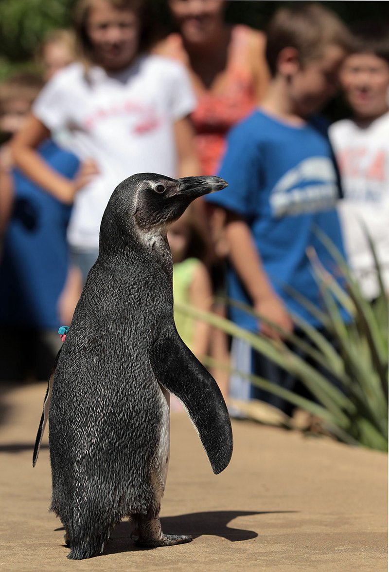 Laura, an African Blackfooted Penguin, performs for  visitors at the Little Rock Zoo during her public debut Friday morning in the Wild Wonders Animal Show.