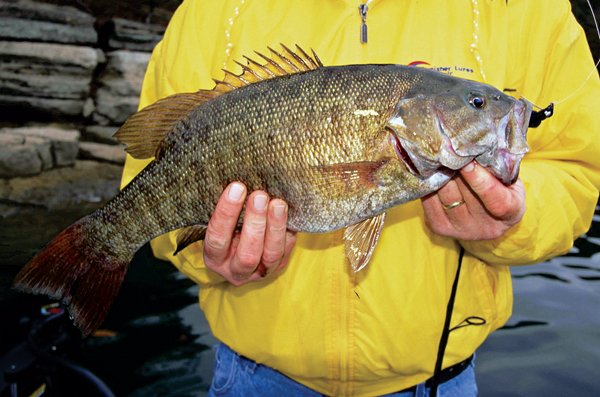 Arkansas’ mountain streams are among the best places in the United States to catch heavyweight winter smallmouths like this.