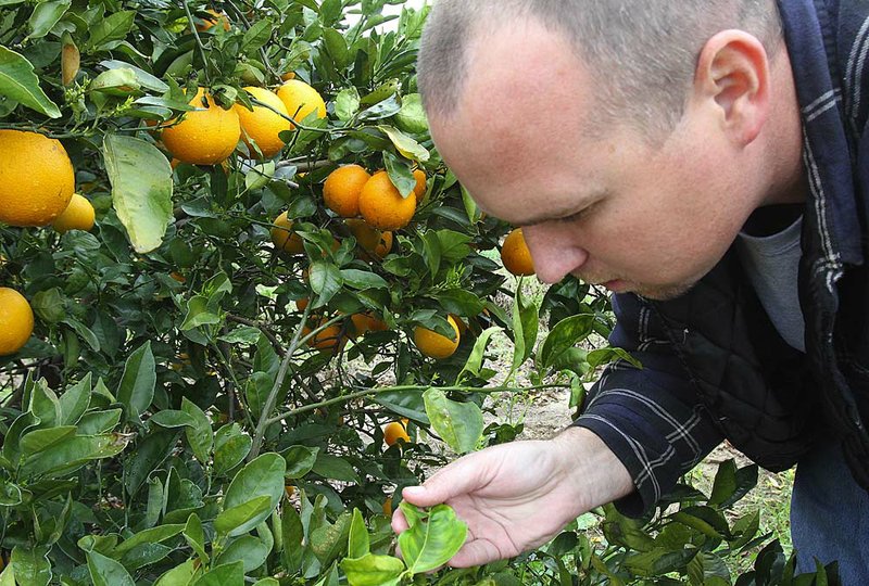 Mike Sutton of Faryna Grove Care examines a leaf on a tree damaged by &quot;greening&quot; on Thursday, February 10, 2011, in Umatilla, Florida. Old abandoned groves across Central Florida are becoming the breeding grounds for the worst bacteria to hit Florida&apos;s citrus industry. 