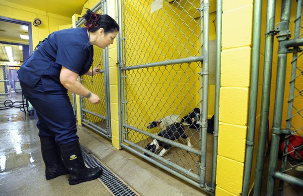 Nancy Howe of the Fayetteville Animal Shelter moves a group of puppies into a clean run Tuesday. Of the about 40 dogs housed in the building, only six came to the shelter from Fayetteville. The remainder were found in Washington County within the last week.