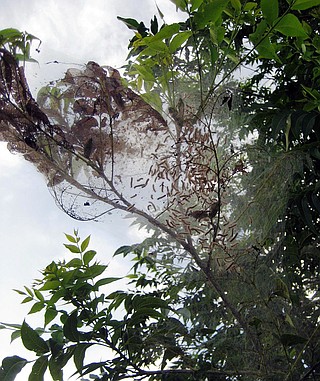 The fall webworm is a type of moth whose larvae eat leaves of hardwood ...