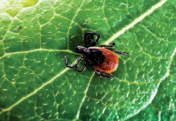 The black-legged tick, or deer tick, is responsible for the spread of Lyme disease in the United States.